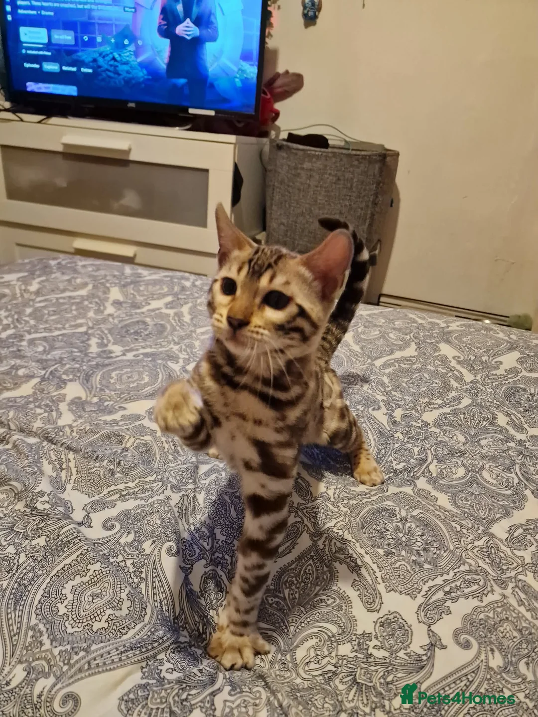 Bengal cats for sale: Ready Now Tica Champion Kittens  - Advert 20