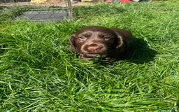 Cocker Spaniel dogs for sale: Cocker spaniel puppies  - Image 2