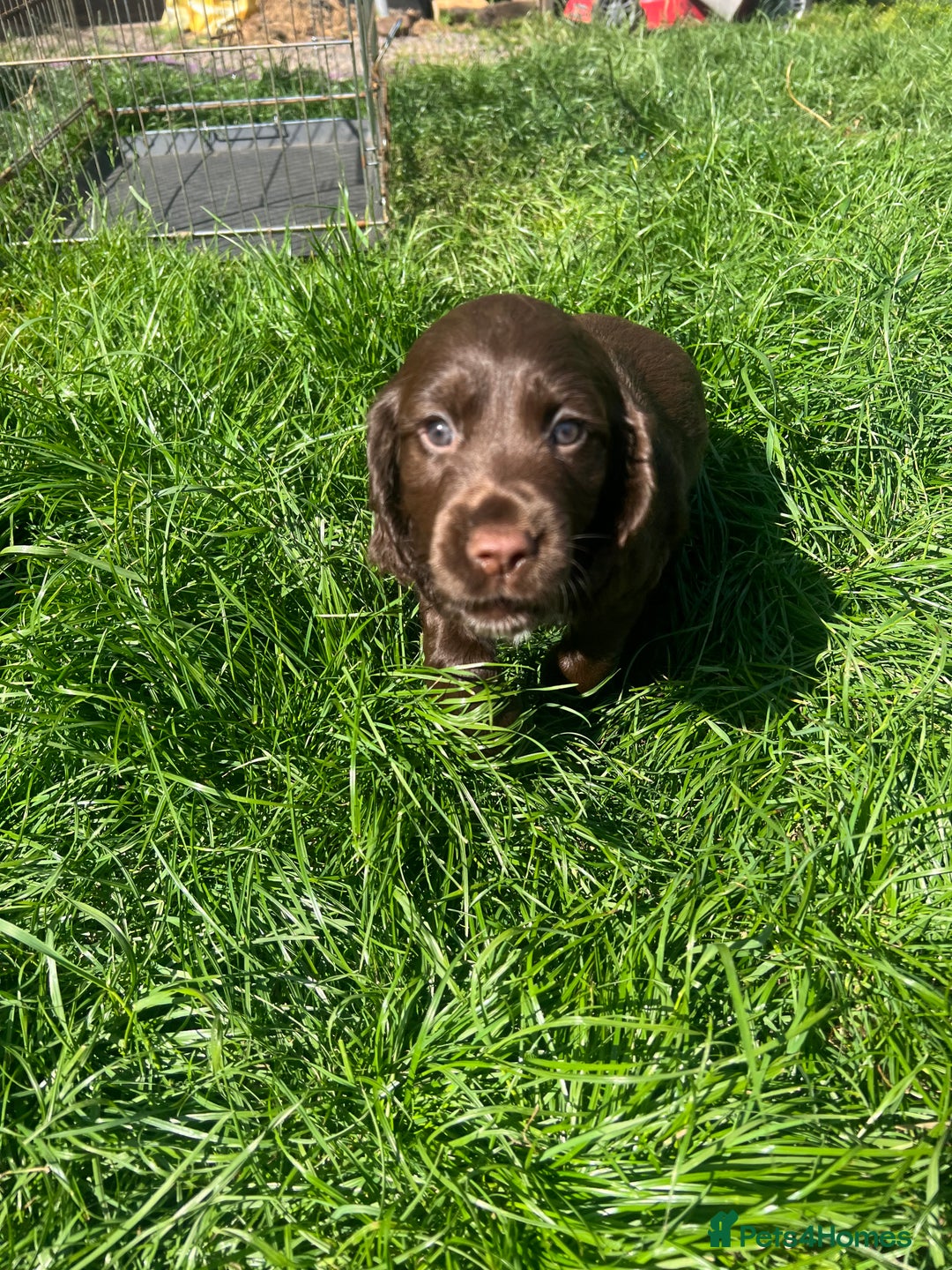 Cocker Spaniel dogs for sale: Cocker spaniel puppies  - Image 2