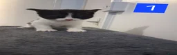 Domestic Shorthair cats for sale: TUXEDO KITTENS  - Advert 4