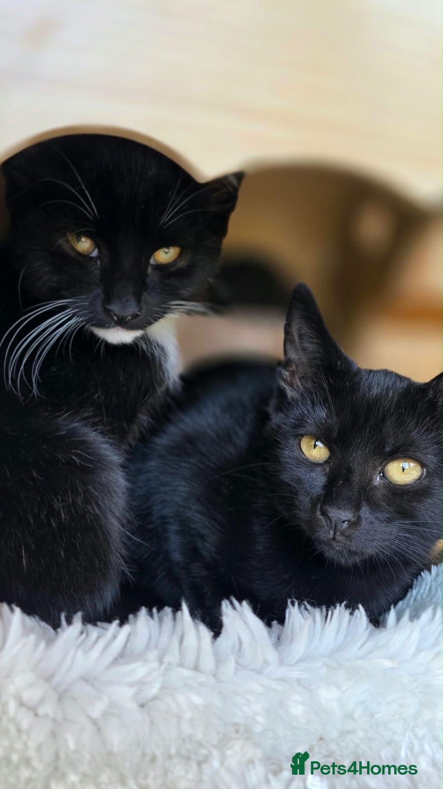 Mixed Breed cats Rescue kittens need home to share - Advert 1