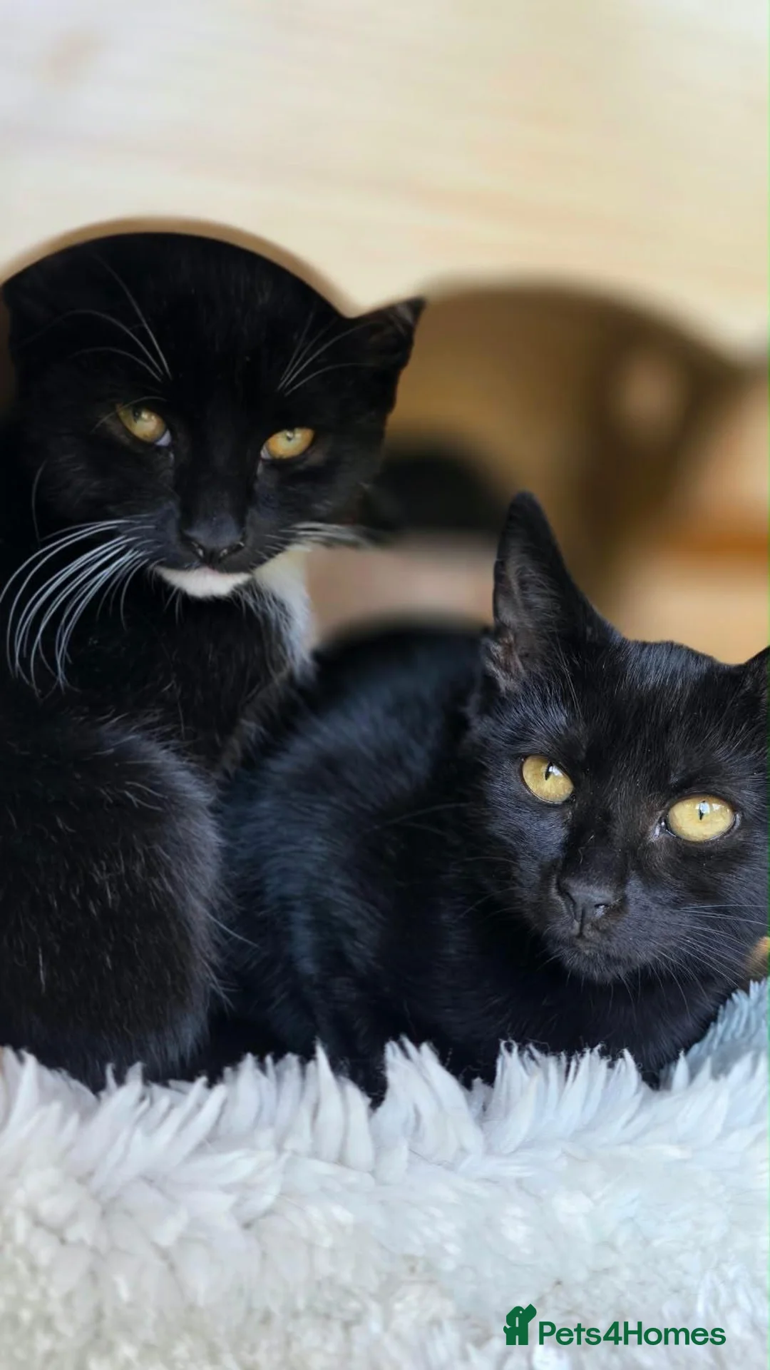 Mixed Breed cats for adoption: Rescue kittens need home to share - Advert 1