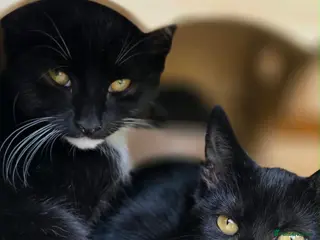 Mixed Breed cats Rescue kittens need home to share - Advert 2