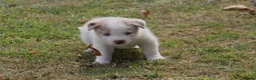 Border Collie dogs for sale: Border Collie Puppies for Sale - Advert 8