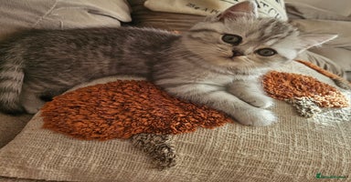British Shorthair cats - Advert 15