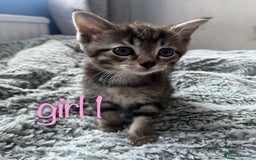 Maine Coon cats for sale: 3 gorgeous kittens for sale  - Image 6