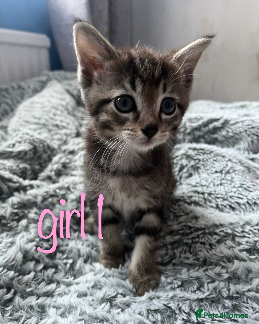 Maine Coon cats for sale: 3 gorgeous kittens for sale  - Image 6