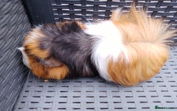 Guinea Pig rodents for sale: Choice of 3 retired sows  - Image 1