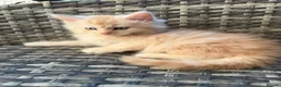 Maine Coon cats for sale: Gorgeous MaineCoon Kittens - Advert 9