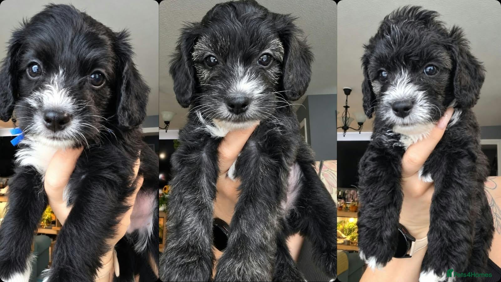 Yorkiepoo dogs 3 puppies left  ... Adorable Yorkiepoo Puppies - Advert 15