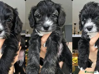 Yorkiepoo dogs 3 puppies left ... Adorable Yorkiepoo Puppies - Advert 15