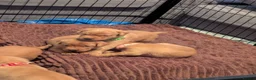 Labrador Retriever dogs for sale: Beautiful Fox Red Labrador Retriever Puppies - Advert 9