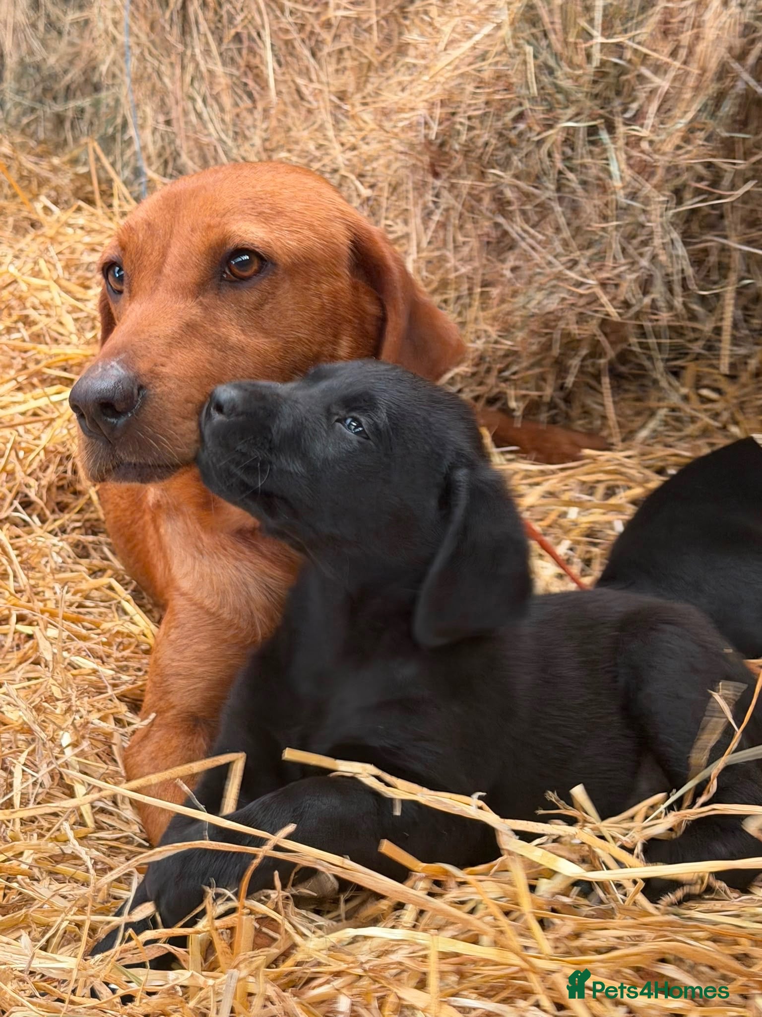 Labrador Retriever dogs Adorable Labrador Puppies - Advert 10