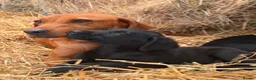 Labrador Retriever dogs for sale: Adorable Labrador Puppies in Preston - Advert 1