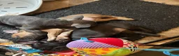 French Bulldog dogs for sale: Frenchie pups for sale - Advert 8