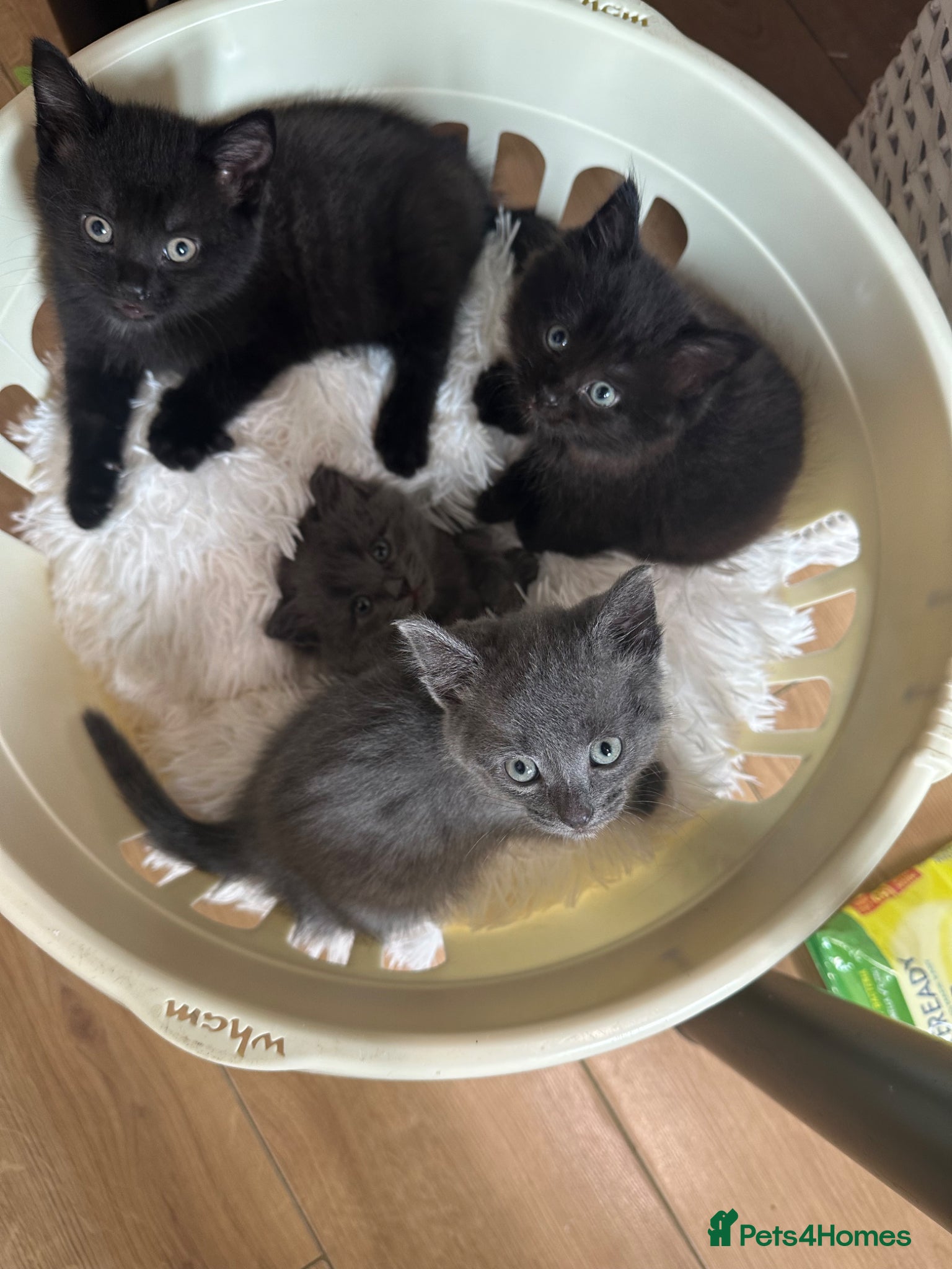Mixed Breed cats Gorgeous kittens - Advert 8