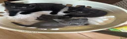 Mixed Breed cats for sale: Gorgeous kittens - Advert 13