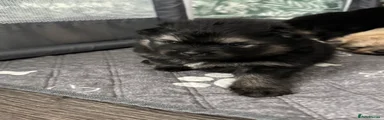 Pomeranian Puppy 5 Shadow