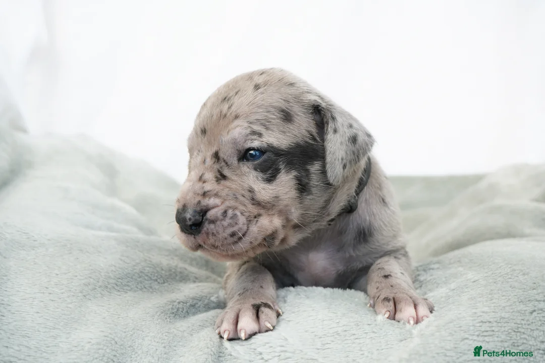 Great Dane dogs for sale: Health Tested KC reg Great Dane puppies - Advert 1