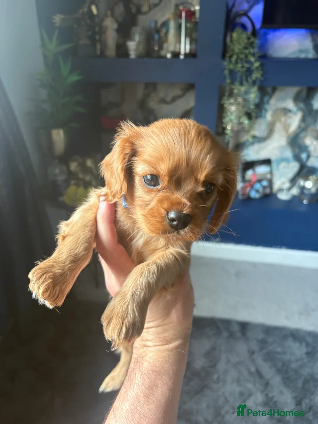 Cavalier King Charles Spaniel dogs for sale: RUBY king Charles caviller  - Advert 2