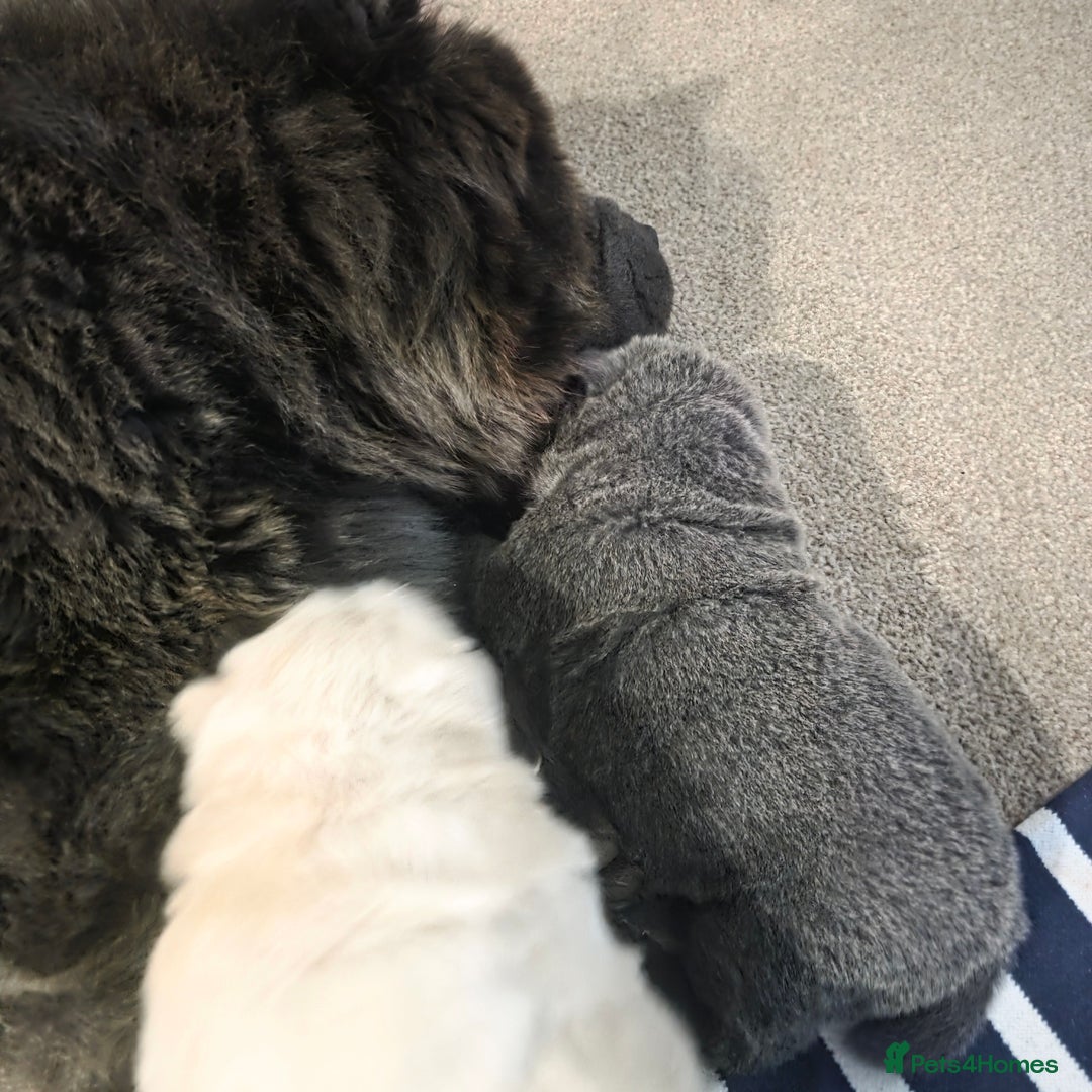 Chow Chow dogs for sale: 7 beautiful chow chow  - Advert 4