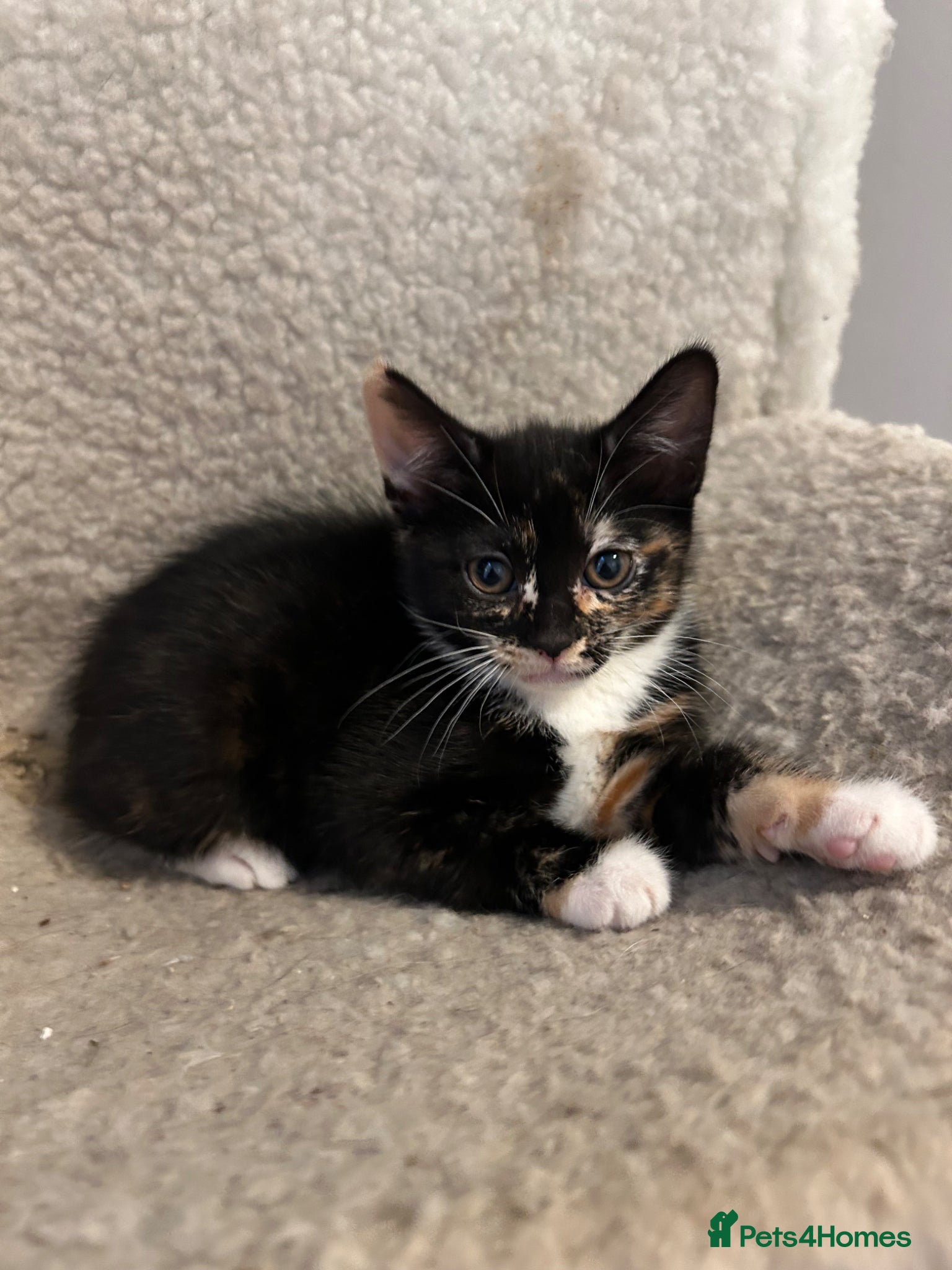 Mixed Breed cats 🚨2 BABIES READY FOR THEIR FOREVER HOME🚨 - Advert 1