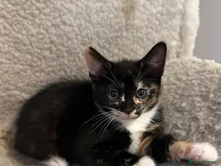 Mixed Breed cats 🚨2 BABIES READY FOR THEIR FOREVER HOME🚨 - Advert 1
