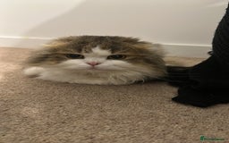Scottish Fold cats for sale: Gorgeous Scottish fold - Image 1