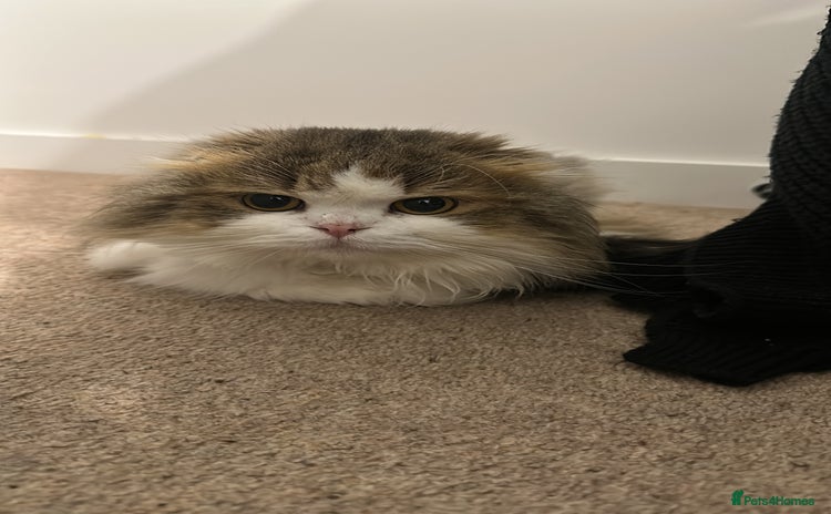 Scottish Fold cats - Advert 8