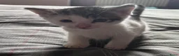 Mixed Breed cats for sale: Mainecoonx kittens  - Advert 20