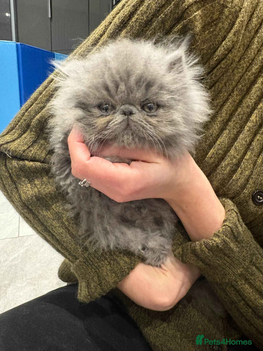 Persian cats for sale: GCCF Registered Blue Persian Kittens  - Advert 2