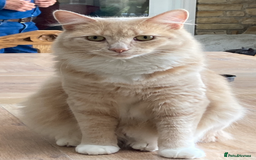 Mixed Breed cats for sale: Stunning ragdoll mix kittens for 5 star homes - Image 18