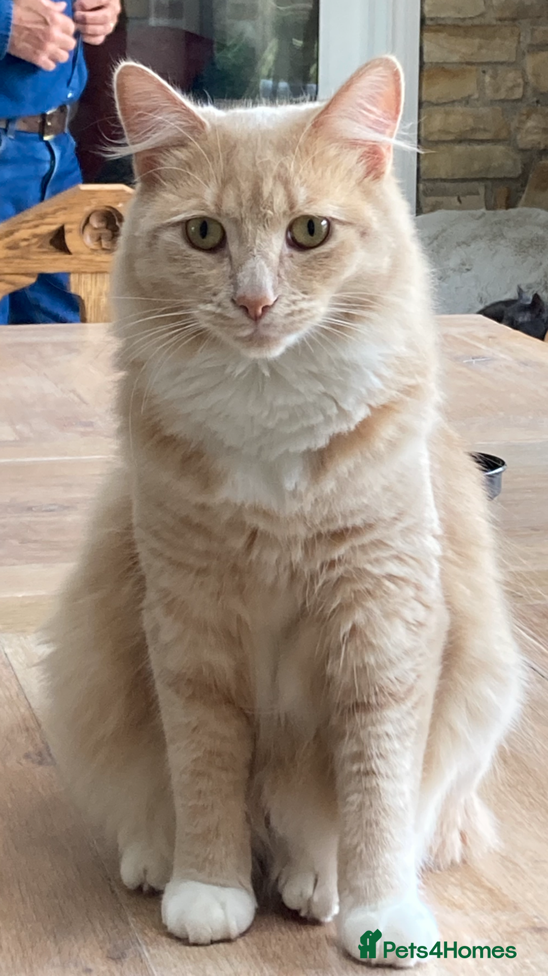 Mixed Breed cats for sale: Stunning ragdoll mix kittens for 5 star homes - Image 18