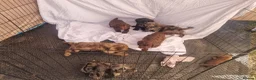 Cockapoo dogs for sale: Cockerpoo pups  - Advert 7