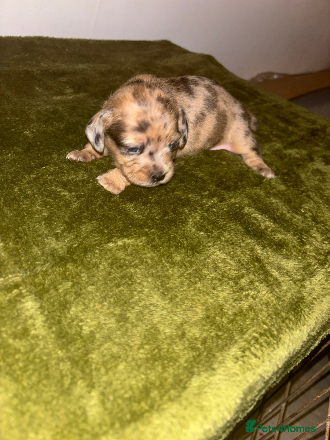 Mixed Breed dogs for sale: Schweenies - Image 10