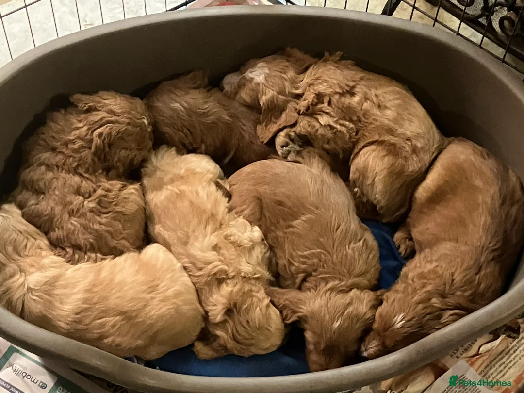 Mixed Breed dogs for sale: AUSTRALIAN LABRADOODLE PUPPIES READY NOW - Advert 8