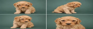 Cockapoo 7