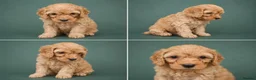 Cockapoo dogs for sale: Beautiful litter of cockapoo pups  in Pontypridd - Advert 8