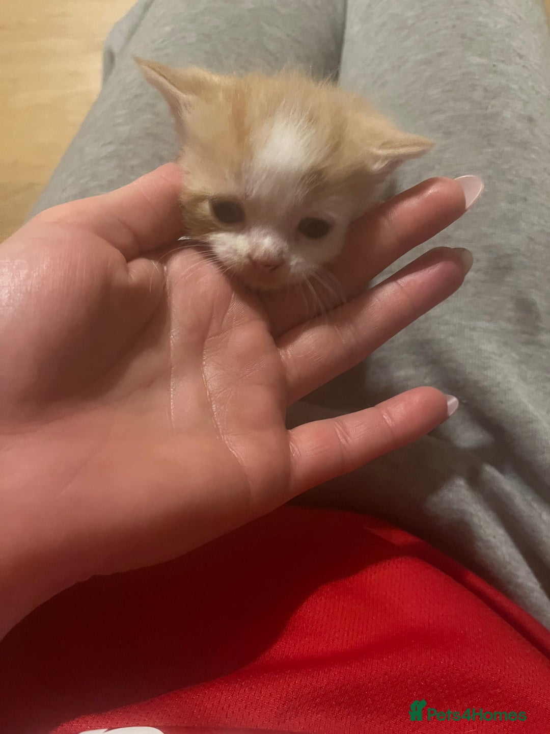 Mixed Breed cats for sale: Ginger tabby cats - Advert 8