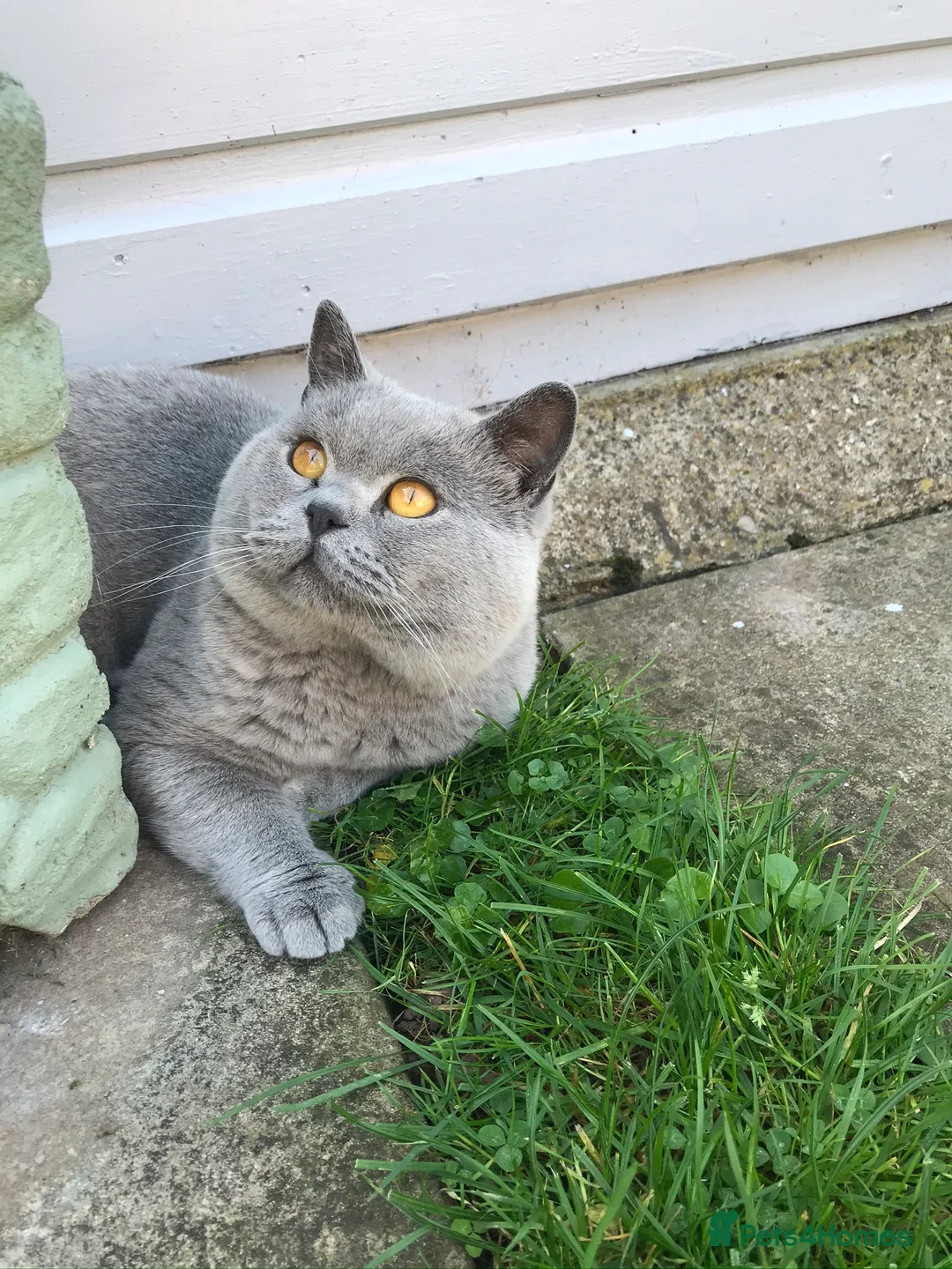 British Shorthair cats for stud: 💙 Rare cinnamon fawn blue studs East Midlands 💙 in Derby - Advert 5
