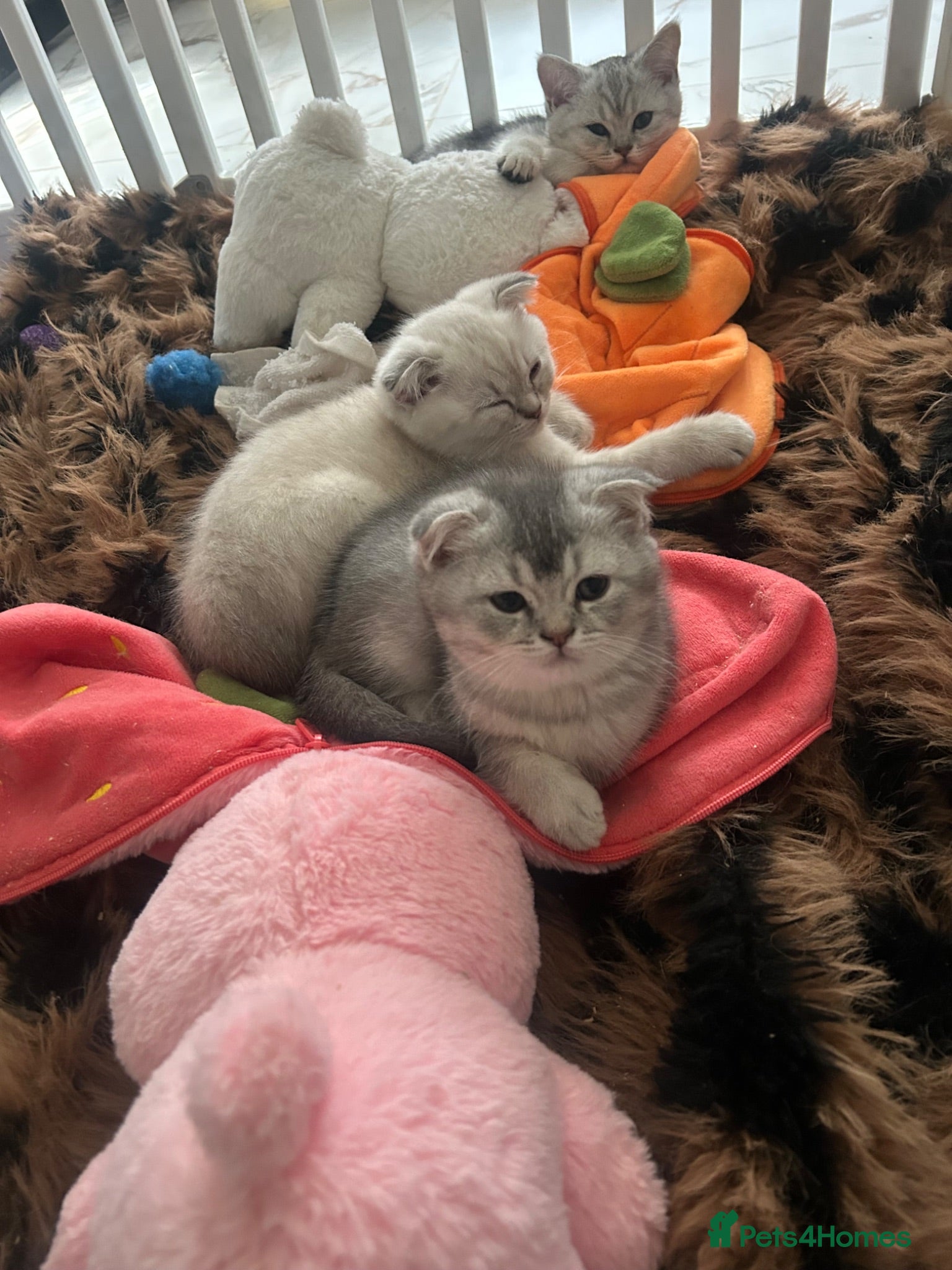 Scottish Fold cats Scottish Fold  kittens ❤️READY TO LEAVE ❤️ - Advert 10