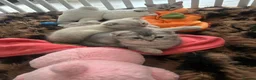 Scottish Fold cats for sale: Scottish Fold  kittens ❤️READY TO LEAVE ❤️ - Advert 3