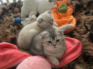 Scottish Fold cats Scottish Fold kittens ❤️READY TO LEAVE ❤️ - Advert 10