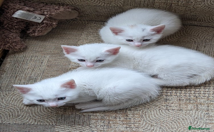 Mixed Breed cats - Advert 2