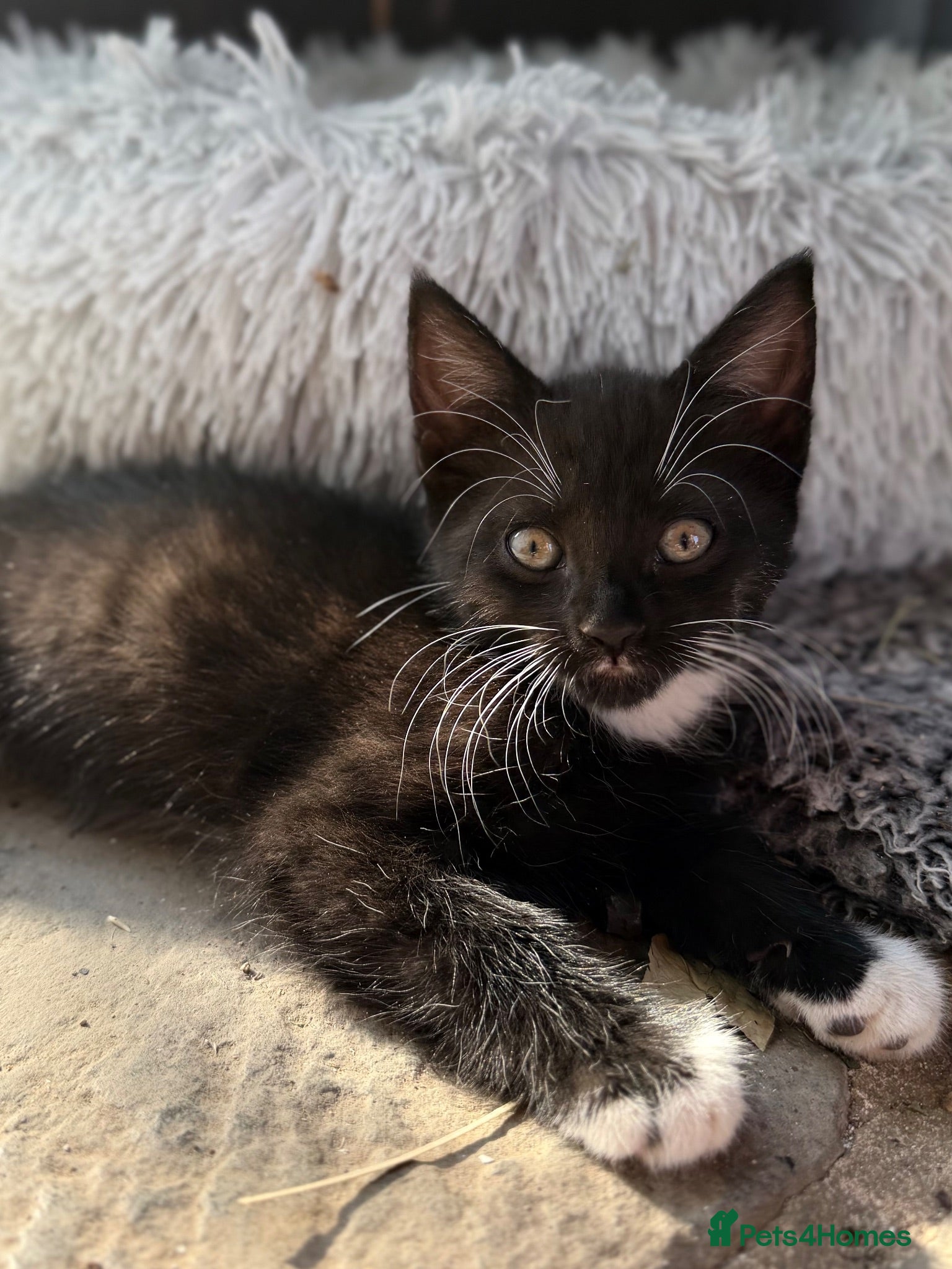 Mixed Breed cats Maine Coon X - Advert 19