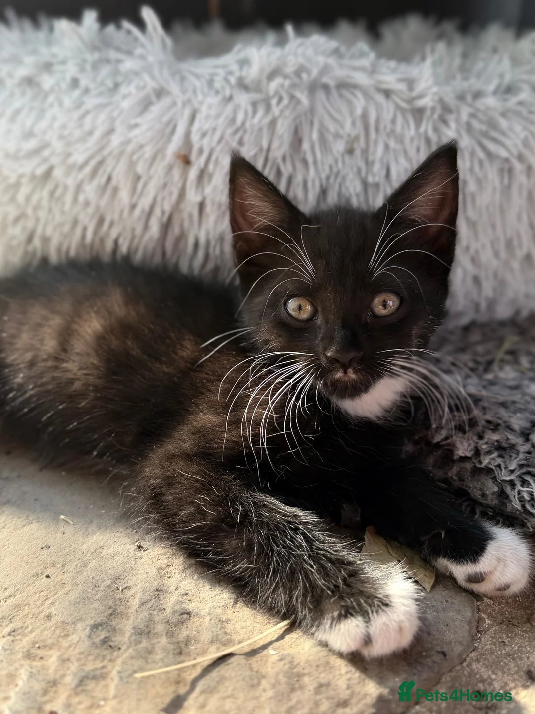 Mixed Breed cats for sale: Maine Coon X - Advert 1