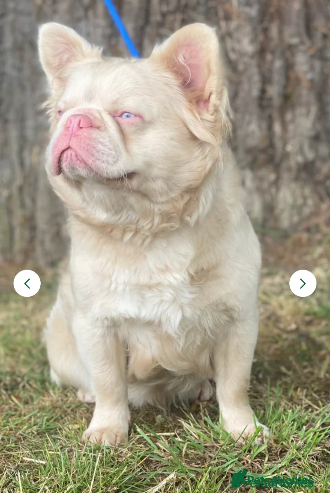 French Bulldog dogs for sale: Beautiful full fluffy frenchies  - Advert 1