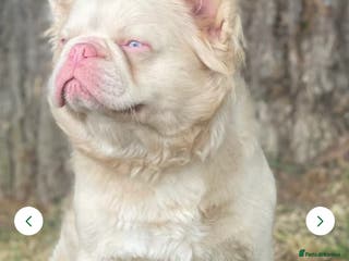 French Bulldog dogs Beautiful full fluffy frenchies - Advert 12