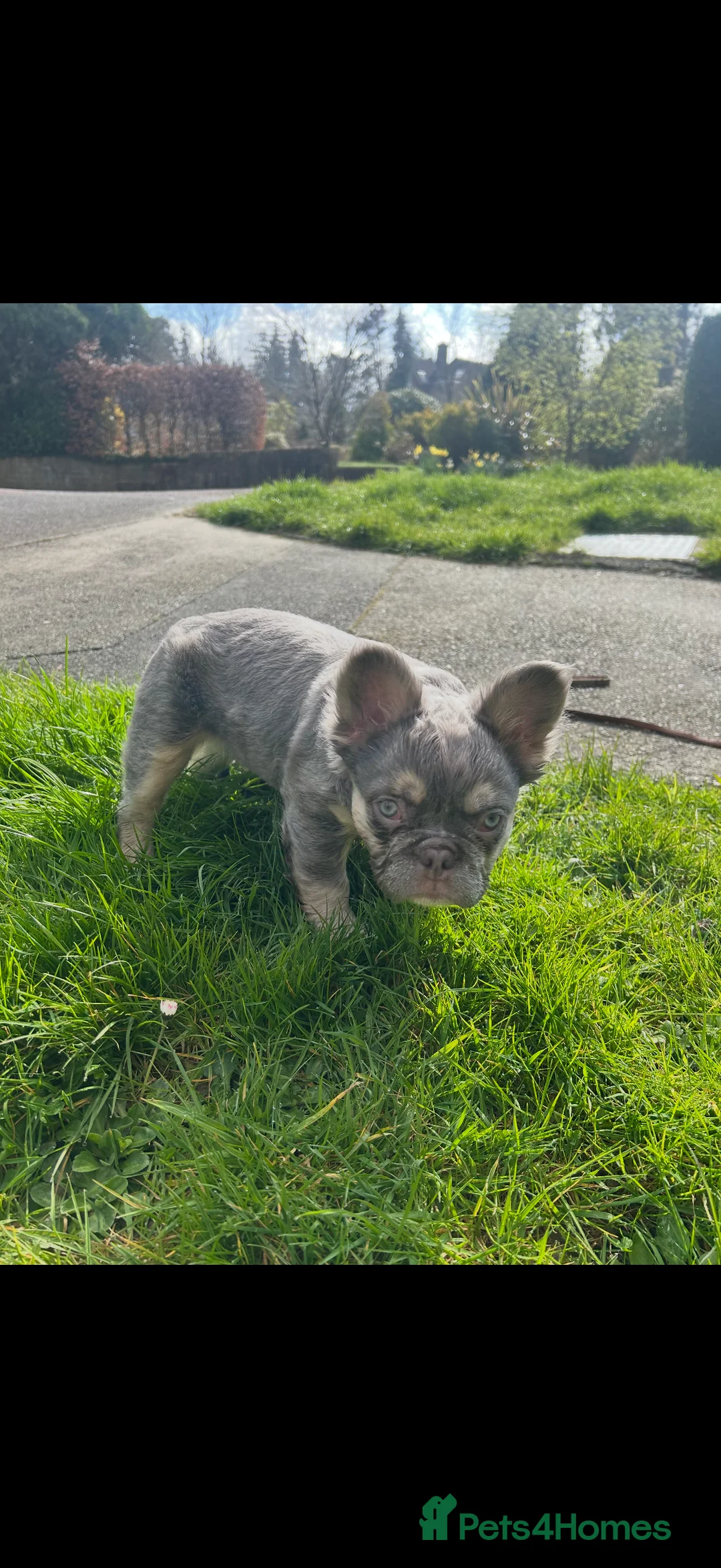 French Bulldog dogs for sale: Fluffy French Bulldogs - Advert 13