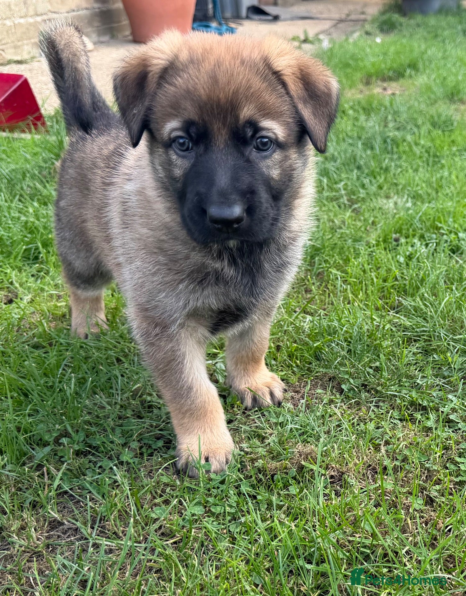 Mixed Breed dogs 1x left Belgian Malinois x German Shepherd Puppies - Advert 2